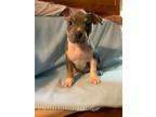 Mutt Puppy for sale in Evart, MI, USA