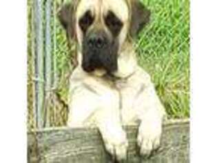 Mastiff Puppy for sale in Troy, NC, USA