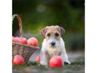 Jack Russell Terrier Puppy for sale in Cypress, TX, USA