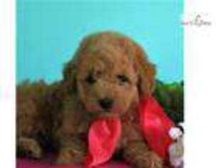 Goldendoodle Puppy for sale in Harrisburg, PA, USA