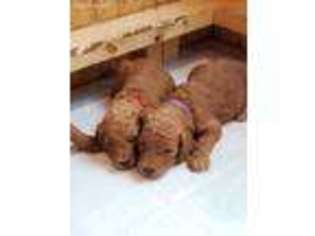 Labradoodle Puppy for sale in Murfreesboro, TN, USA