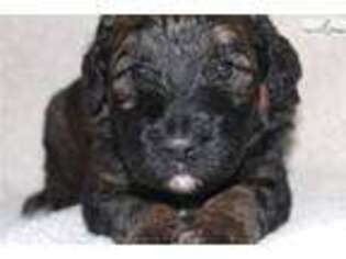 Mutt Puppy for sale in Ashtabula, OH, USA