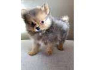 Pomeranian Puppy for sale in Murphys, CA, USA