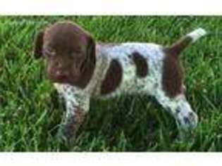 German Shorthaired Pointer Puppy for sale in Kensington, KS, USA