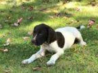 German Shorthaired Pointer Puppy for sale in Durham, ME, USA