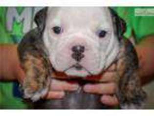 Bulldog Puppy for sale in Hattiesburg, MS, USA