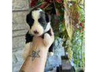 Mutt Puppy for sale in Lepanto, AR, USA