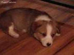 Pembroke Welsh Corgi Puppy for sale in Meadow Bridge, WV, USA