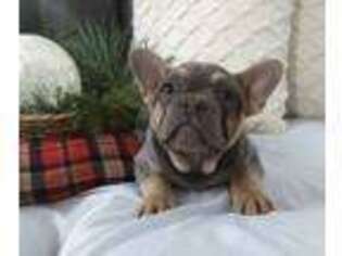 French Bulldog Puppy for sale in Baltic, OH, USA