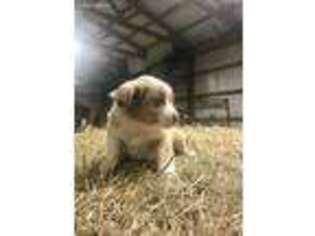 Miniature Australian Shepherd Puppy for sale in Nardin, OK, USA