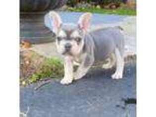 French Bulldog Puppy for sale in Clarksburg, NJ, USA