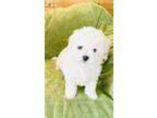 Bichon Frise Puppy for sale in Pangburn, AR, USA