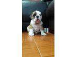 Bulldog Puppy for sale in Odenton, MD, USA