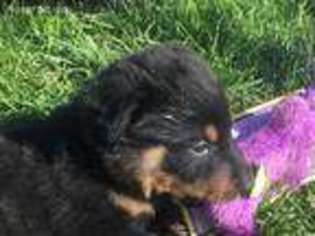 Beauceron Puppy for sale in Unknown, , USA