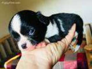 Chihuahua Puppy for sale in Leasburg, MO, USA