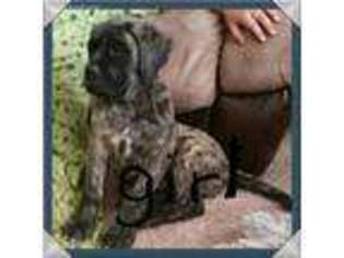 Mastiff Puppy for sale in Barnett, MO, USA