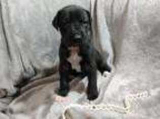 Great Dane Puppy for sale in Battle Ground, WA, USA
