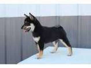 Shiba Inu Puppy for sale in Latham, MO, USA