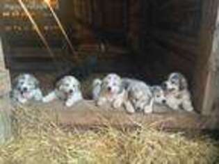 Great Pyrenees Puppy for sale in Ferdinand, IN, USA