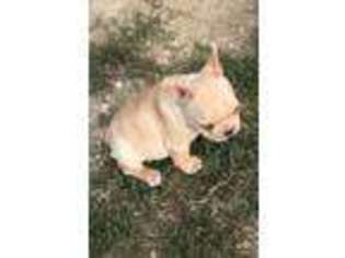 French Bulldog Puppy for sale in Vestaburg, MI, USA