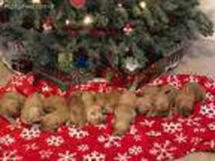 Golden Retriever Puppy for sale in Detroit Lakes, MN, USA