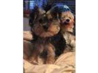Yorkshire Terrier Puppy for sale in Everett, WA, USA