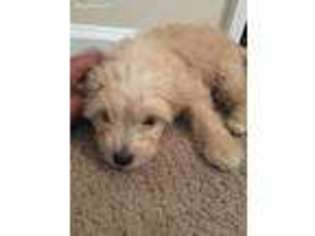 Maltese Puppy for sale in Silver Spring, MD, USA