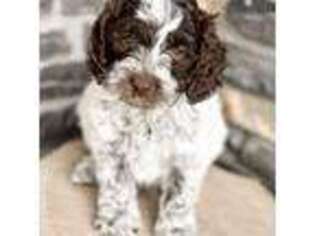 Labradoodle Puppy for sale in Saratoga Springs, UT, USA