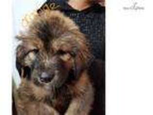 Tibetan Mastiff Puppy for sale in Denver, CO, USA