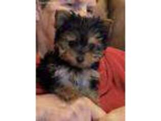 Yorkshire Terrier Puppy for sale in Vine Grove, KY, USA