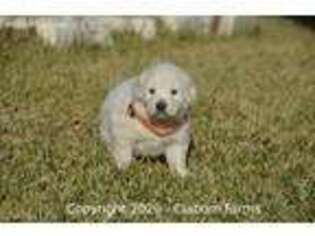 Great Pyrenees Puppy for sale in Waco, TX, USA