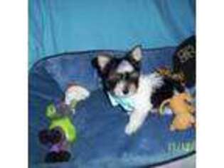 Yorkshire Terrier Puppy for sale in Davisville, WV, USA