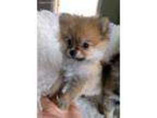 Pomeranian Puppy for sale in Danville, PA, USA