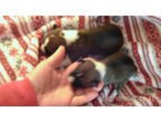 Basenji Puppy for sale in Roxboro, NC, USA