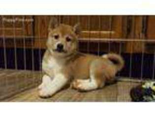 Shiba Inu Puppy for sale in Ironton, MO, USA