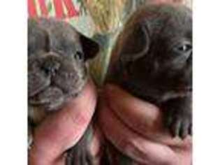 French Bulldog Puppy for sale in Bridgton, ME, USA