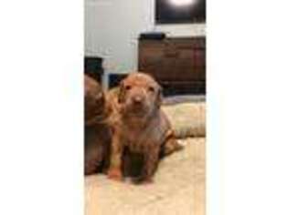 Vizsla Puppy for sale in Little Elm, TX, USA