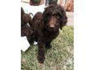 Labradoodle Puppy for sale in KELLER, TX, USA