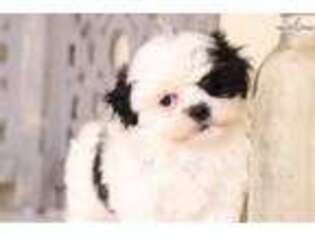 Shorkie Tzu Puppy for sale in Columbus, OH, USA