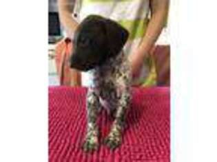 German Shorthaired Pointer Puppy for sale in Indianapolis, IN, USA