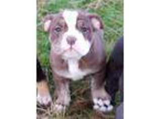 Olde English Bulldogge Puppy for sale in Yelm, WA, USA