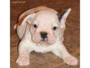 French Bulldog Puppy for sale in Dallas, WV, USA