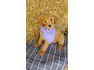 Goldendoodle Puppy for sale in Kirksville, MO, USA