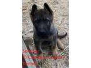 German Shepherd Dog Puppy for sale in Stamping Ground, KY, USA