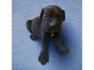 Cane Corso Puppy for sale in Southside, AL, USA