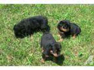 Rottweiler Puppy for sale in GAINESVILLE, NY, USA