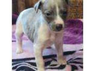 Whippet Puppy for sale in Goldendale, WA, USA