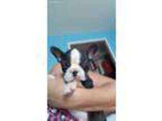 Boston Terrier Puppy for sale in Joppa, AL, USA