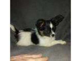 Papillon Puppy for sale in Smethport, PA, USA