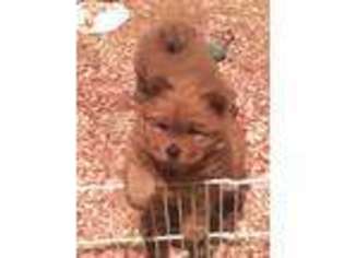 Chow Chow Puppy for sale in Vancouver, WA, USA